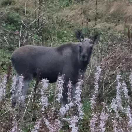 Kaldfjord Sea House Tromso