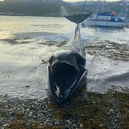 Kaldfjord Sea House * Tromso