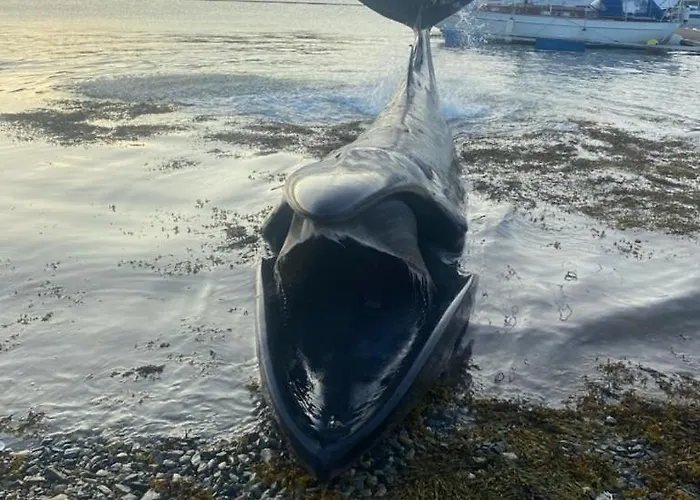 Kaldfjord Sea House * Tromsø