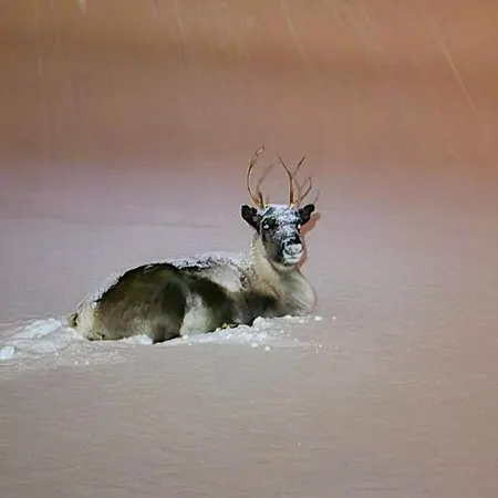 Kaldfjord Sea House Βίλα