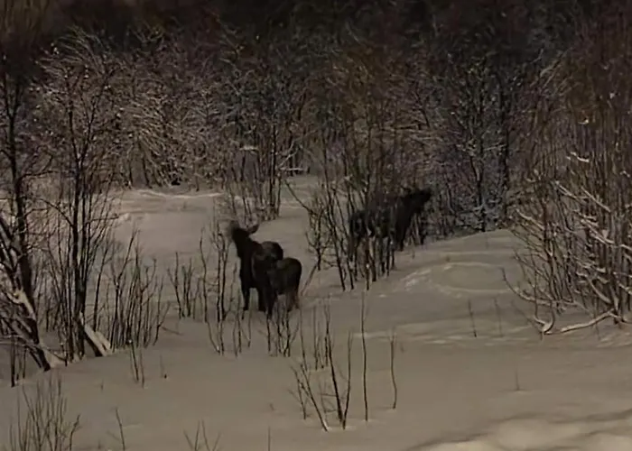 Kaldfjord Sea House Villa Tromsø